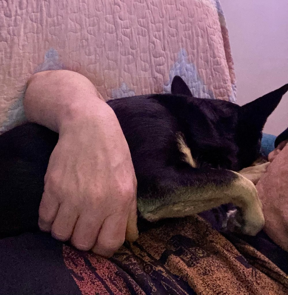 A little black dog with caramel markings sleeps on a man’s chest.  The man’s arm surrounds the little dog in a hug.