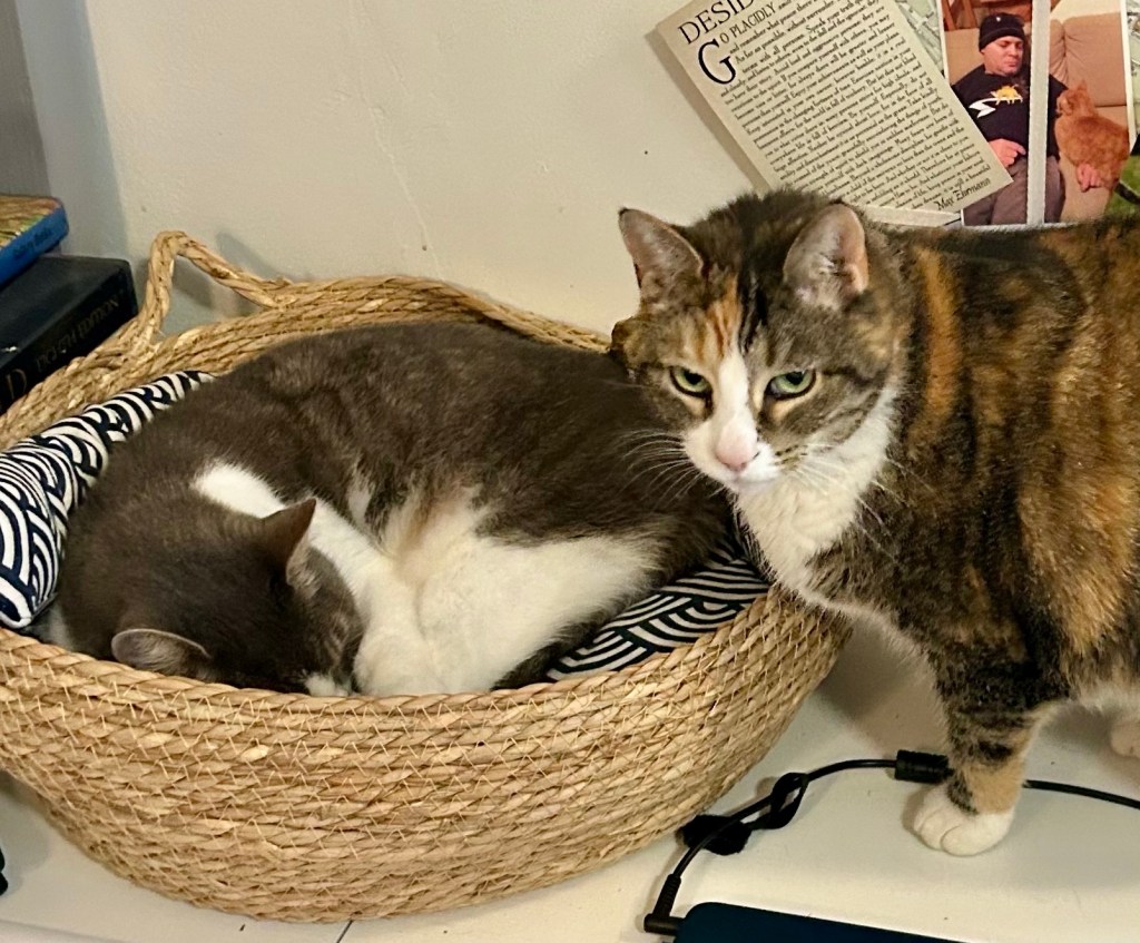 A little grey tabby sleeps peacefully in a cat basket while a dilute tortoiseshell cat looks over her.