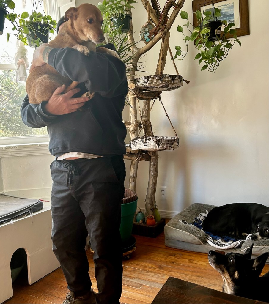 A standing man holds a little yellow dog in his arms.  A little black dog with caramel markings looks on enviously from the floor.