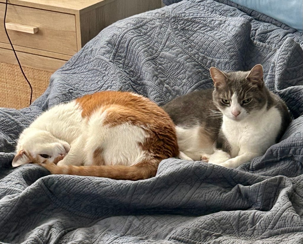 A handsome ginger cat and a pretty grey tabby snuggle on a rumpled, unmade bed.