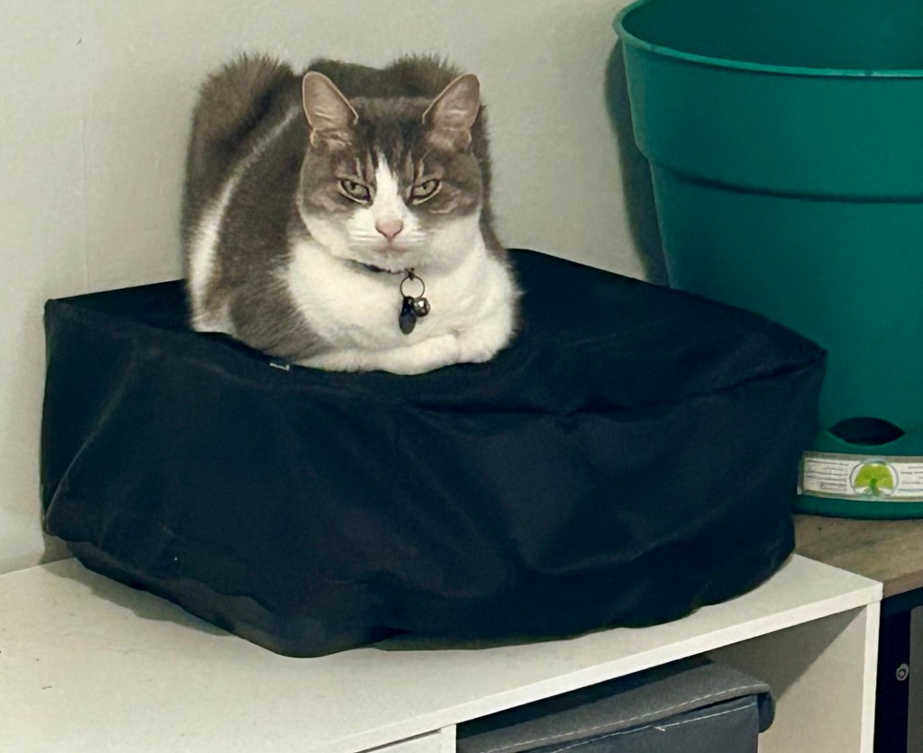 A pretty grey tabby sits in loaf position atop a covered printer.