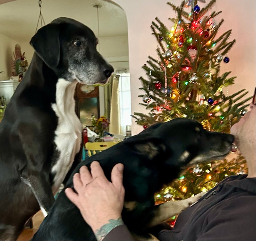 A little black dog licks her human daddy’s face while a big black and white hound waits his turn right behind her.