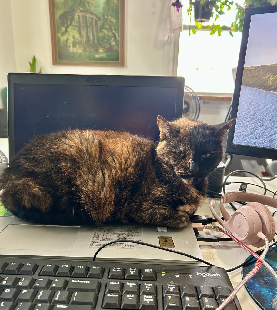 A pretty tortoiseshell cat sits on an open laptop in a home office.