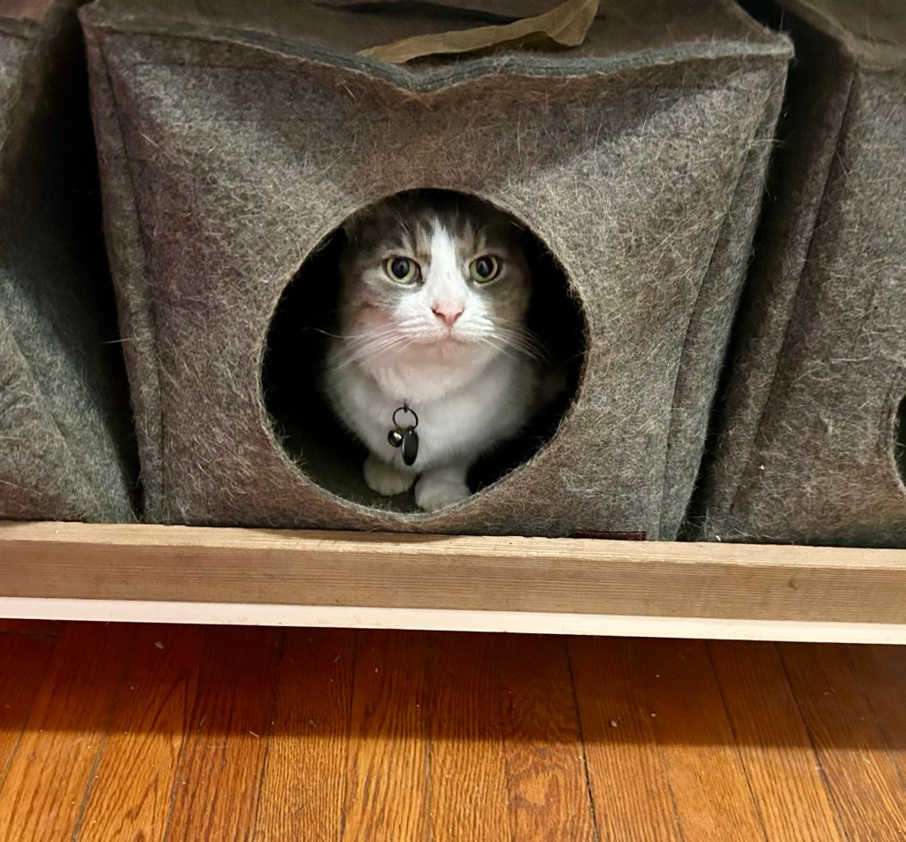 A pretty little grey tabby crouches inside a grey cat cubby beneath a side table.