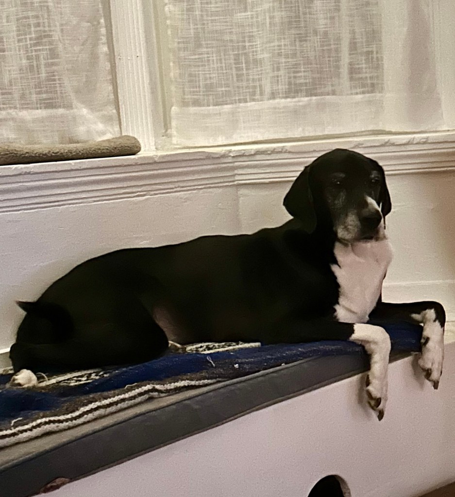 A large, handsome black and white hound sits on a window seat with his front white paws draped stylishly over the edge.