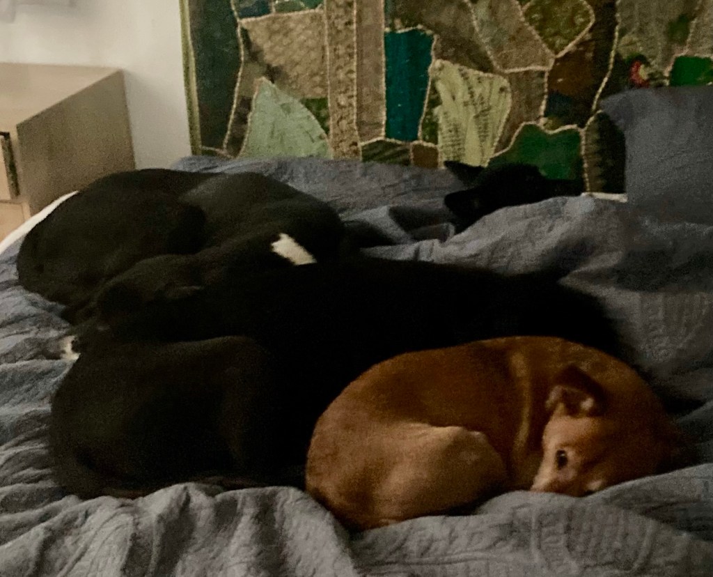 A pile of dogs sleeps curled up tightly on a bed.