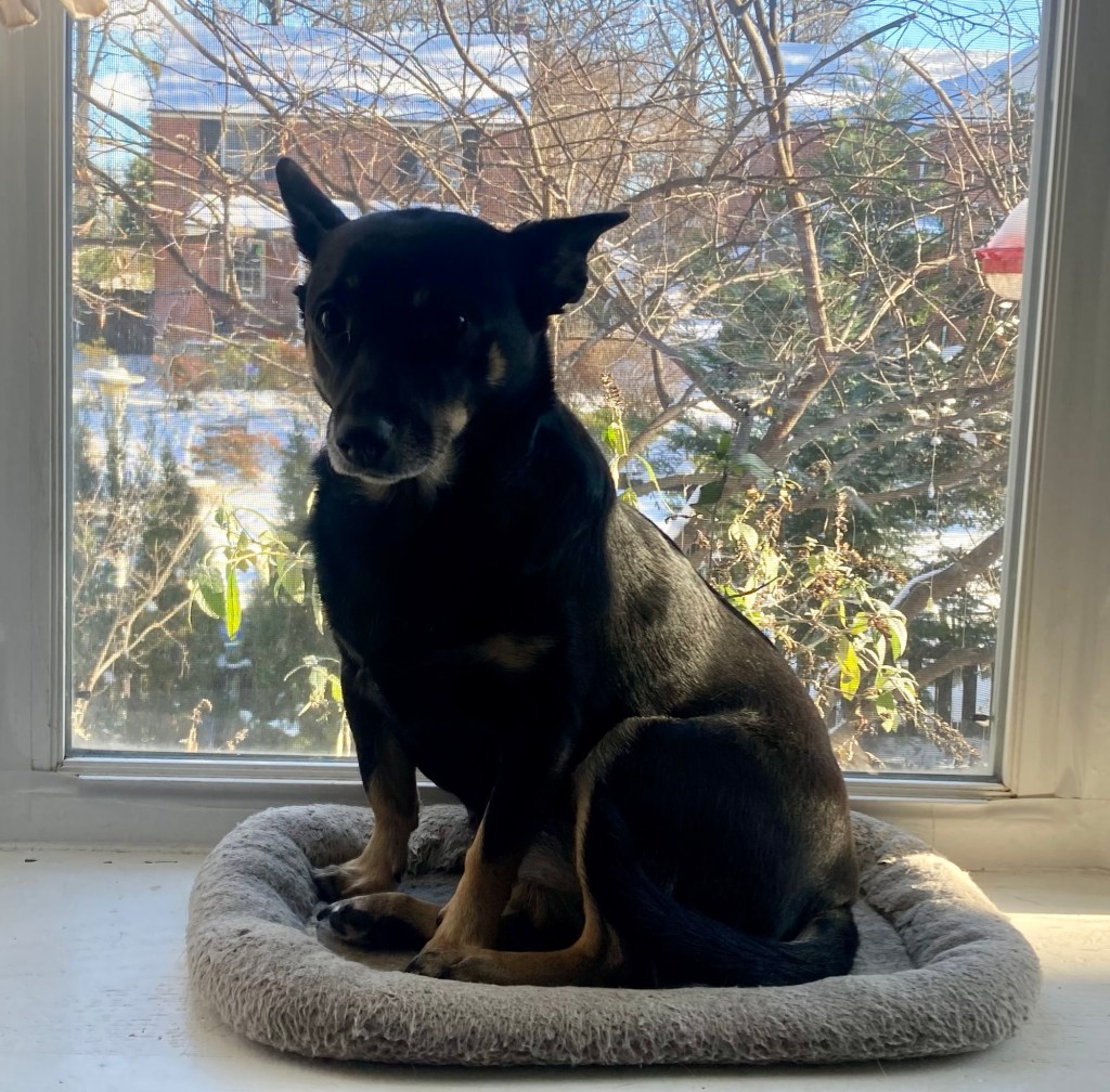 A little black dog with caramel markings sits in a bay window.