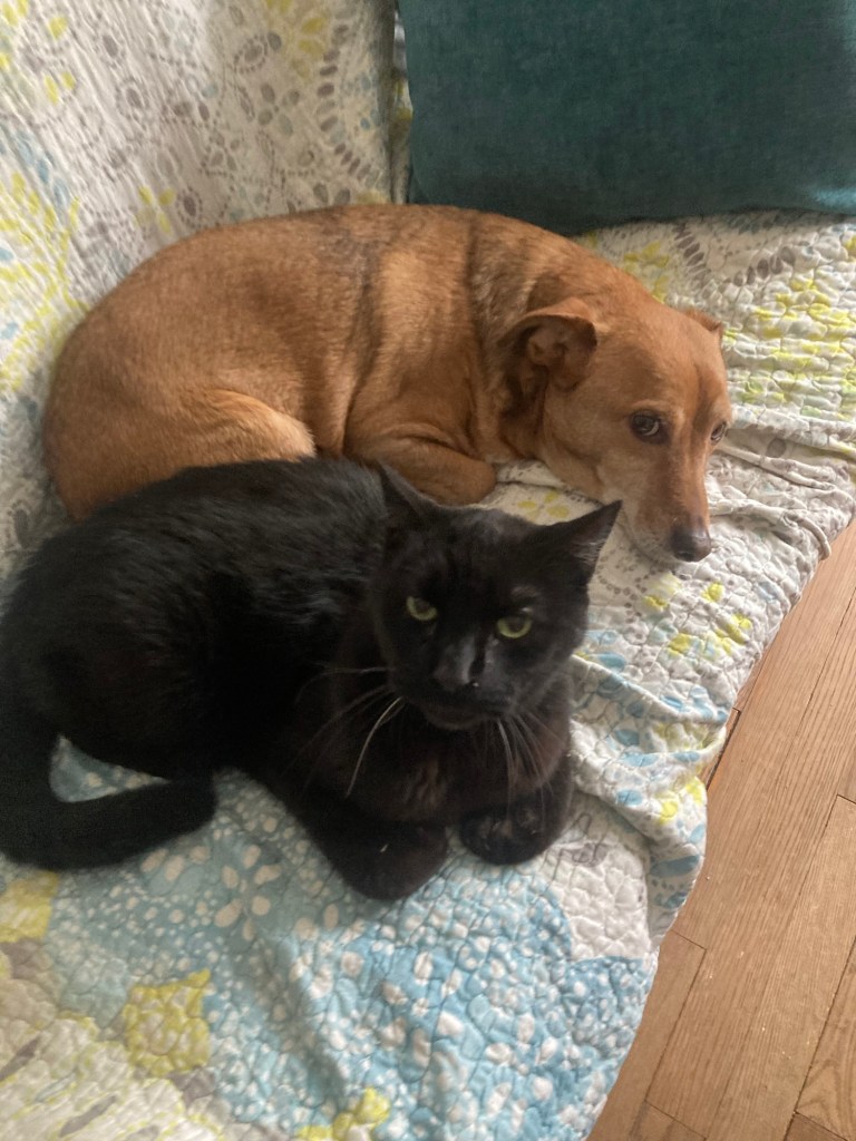 A black cat and a little yellow dog sit together on a couch with their front paws tucked.