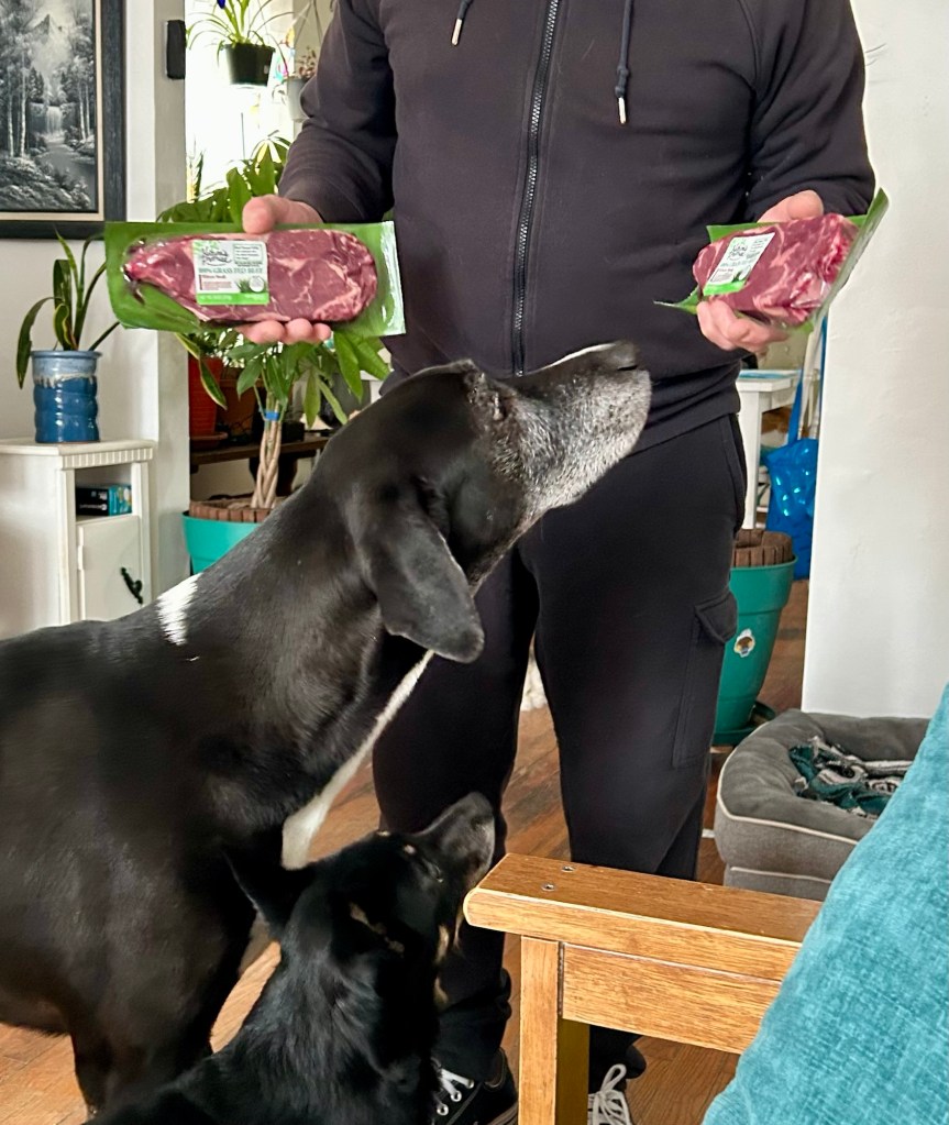 A man in black sweats holds up two packaged steaks.  Two black dogs, one large and one small, look at and sniff the packages with great intensity.