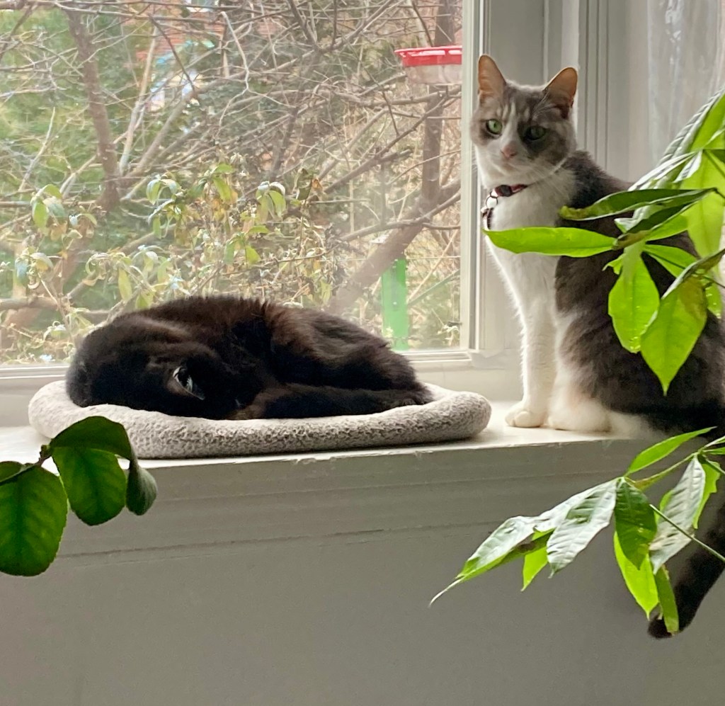 A pretty grey and white tabby sits at attention beside a snoozing black house cat.