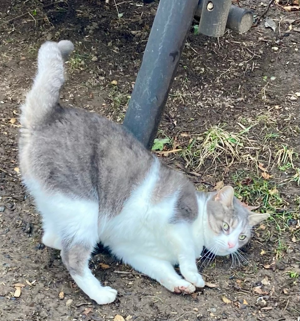 A pretty grey and white tabby is in the process of laying down on a patch of muddy ground outside.