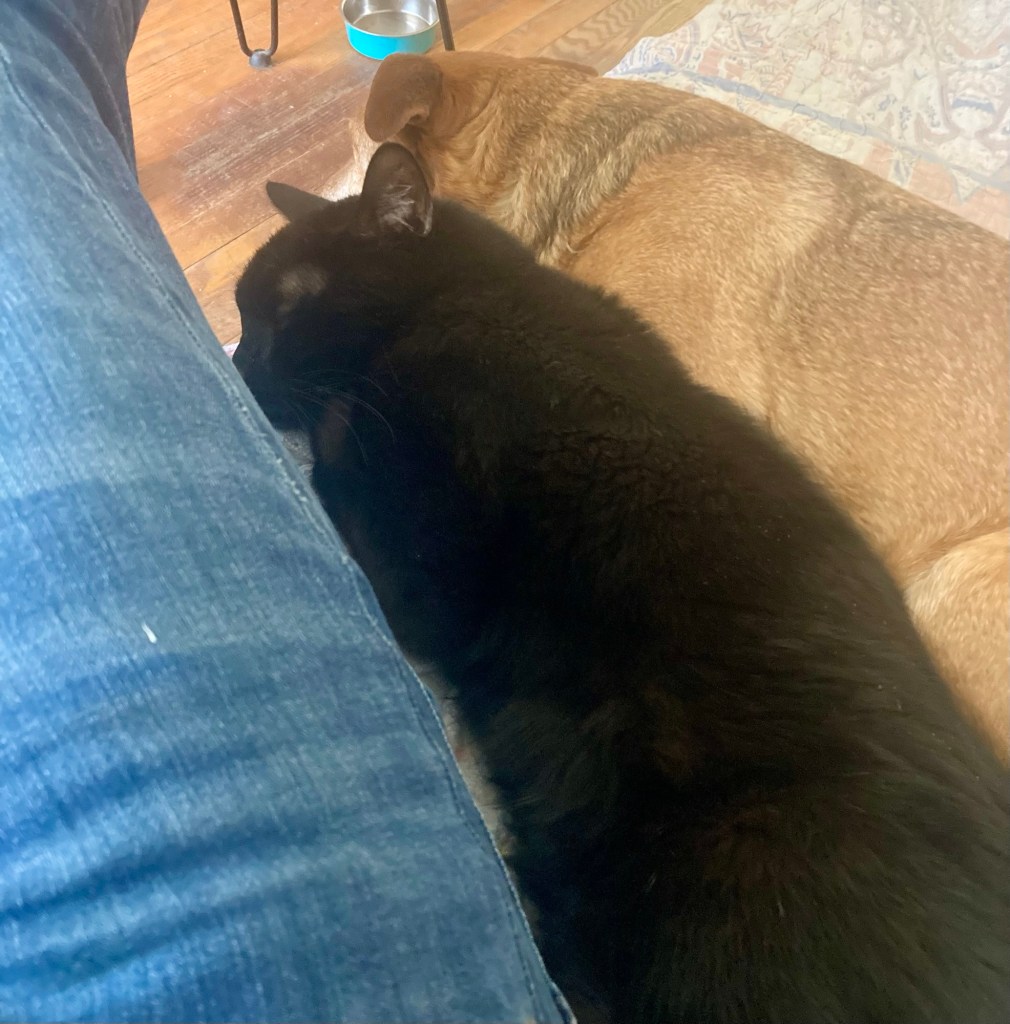 A black cat lounges, sandwiched between a man’s leg, clad in blue jeans, and a little yellow dog.