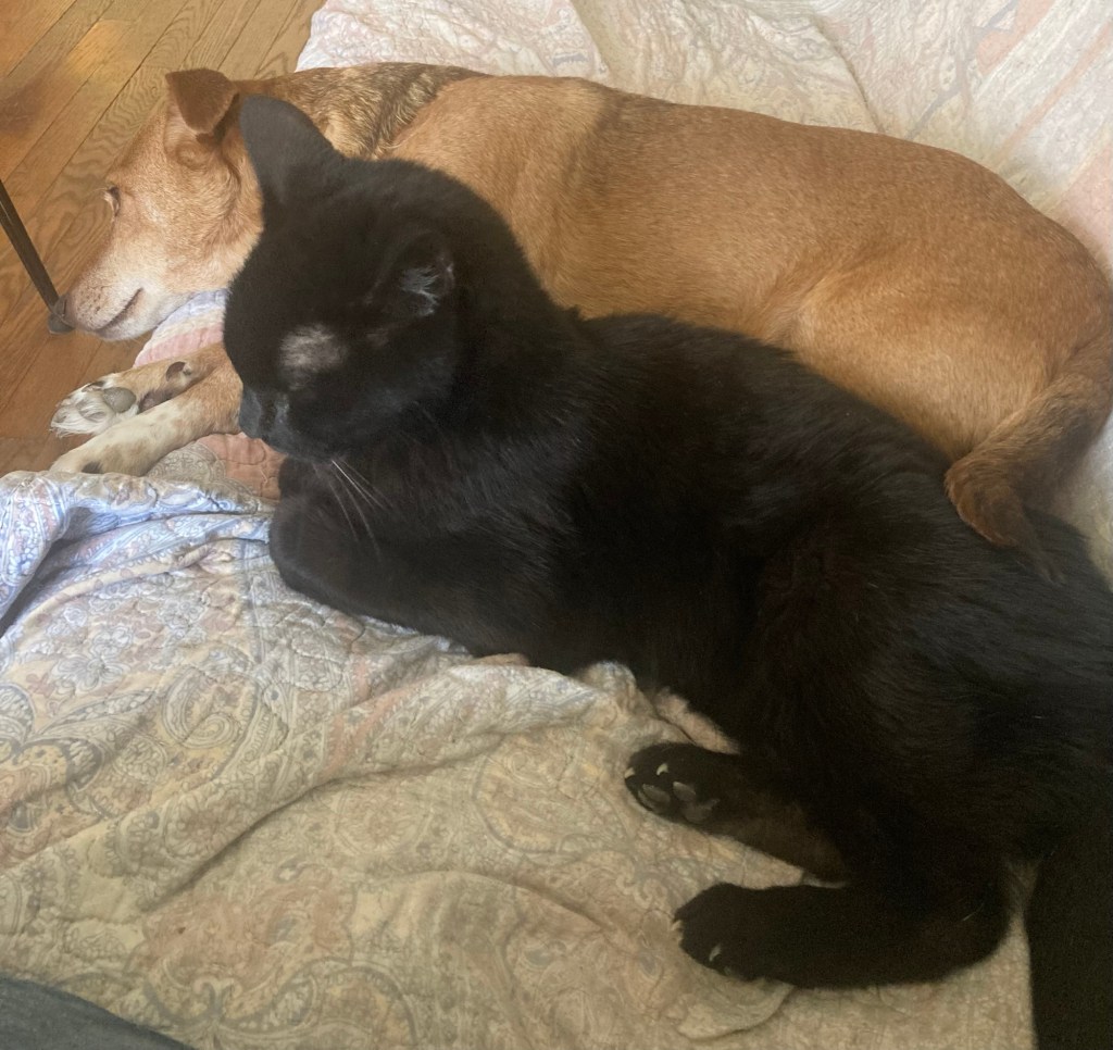 Same cat, same dog, but now the man has moved.  This is unacceptable, judging by the cat’s ear position.