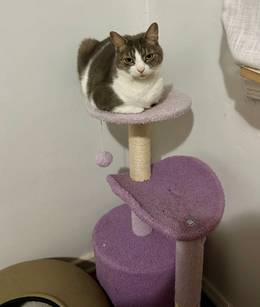 A very pretty grey and white tabby loafs atop a lavender cat tree.
