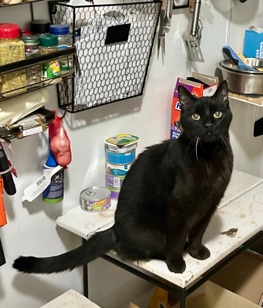 A magnificent black house panther sits in Egyptian pose atop a low table in a kitchen.