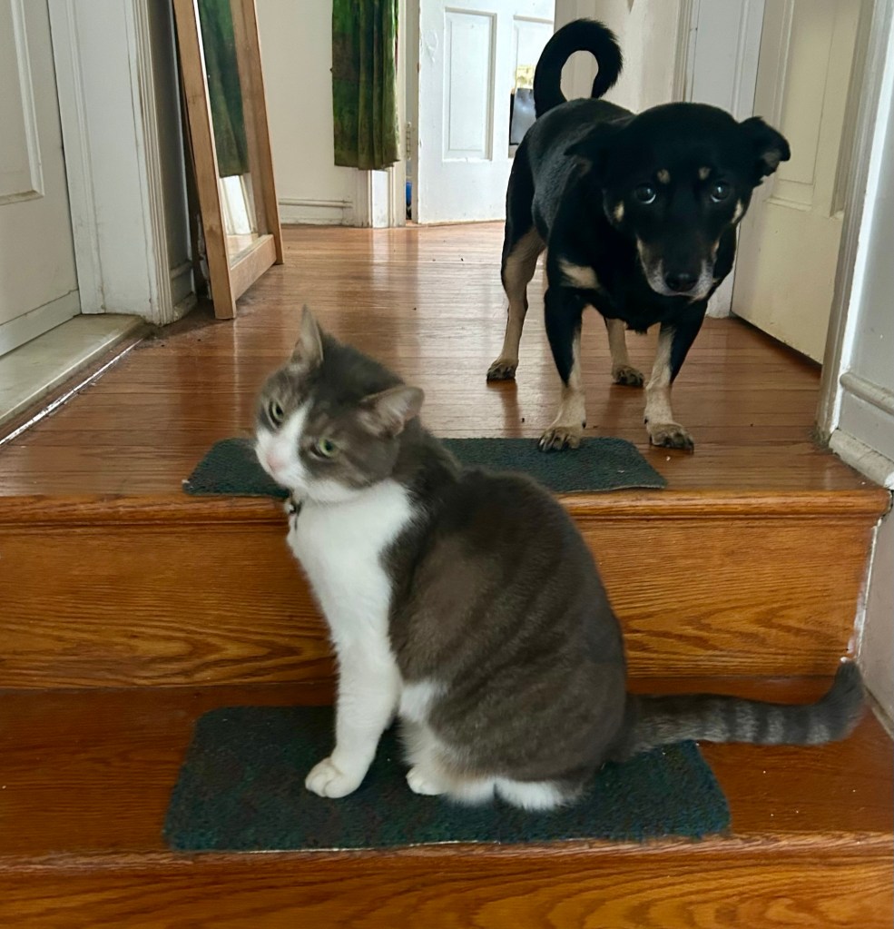 A little black dog with caramel markings stands at the top of a staircase and looks at her human with big, brown puppy eyes.  A pretty little grey and white tabby on the first step prevents the puppy from descending the staircase.