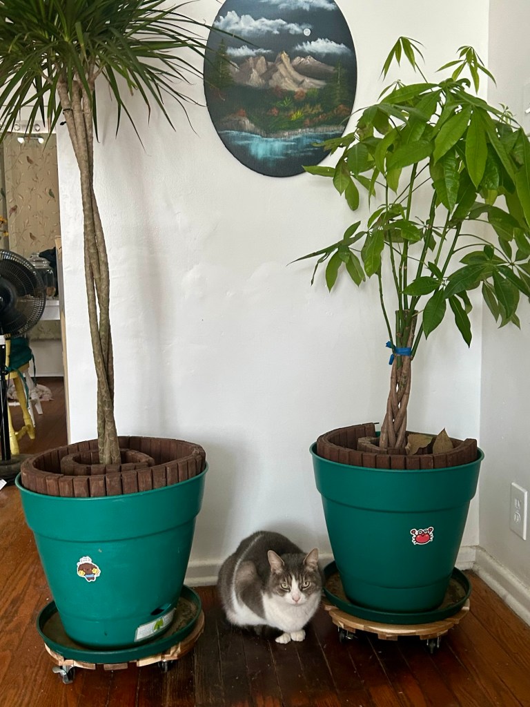 A pretty grey tabby cat crouches between two potted tropical plants on a hard wood floor.
