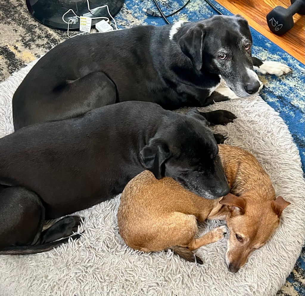 Two big black dogs and a much smaller yellow dog snuggle together on a grey, fluffy dog bed. The smaller of the two big dogs rests her chin on the little yellow dog’s flank.