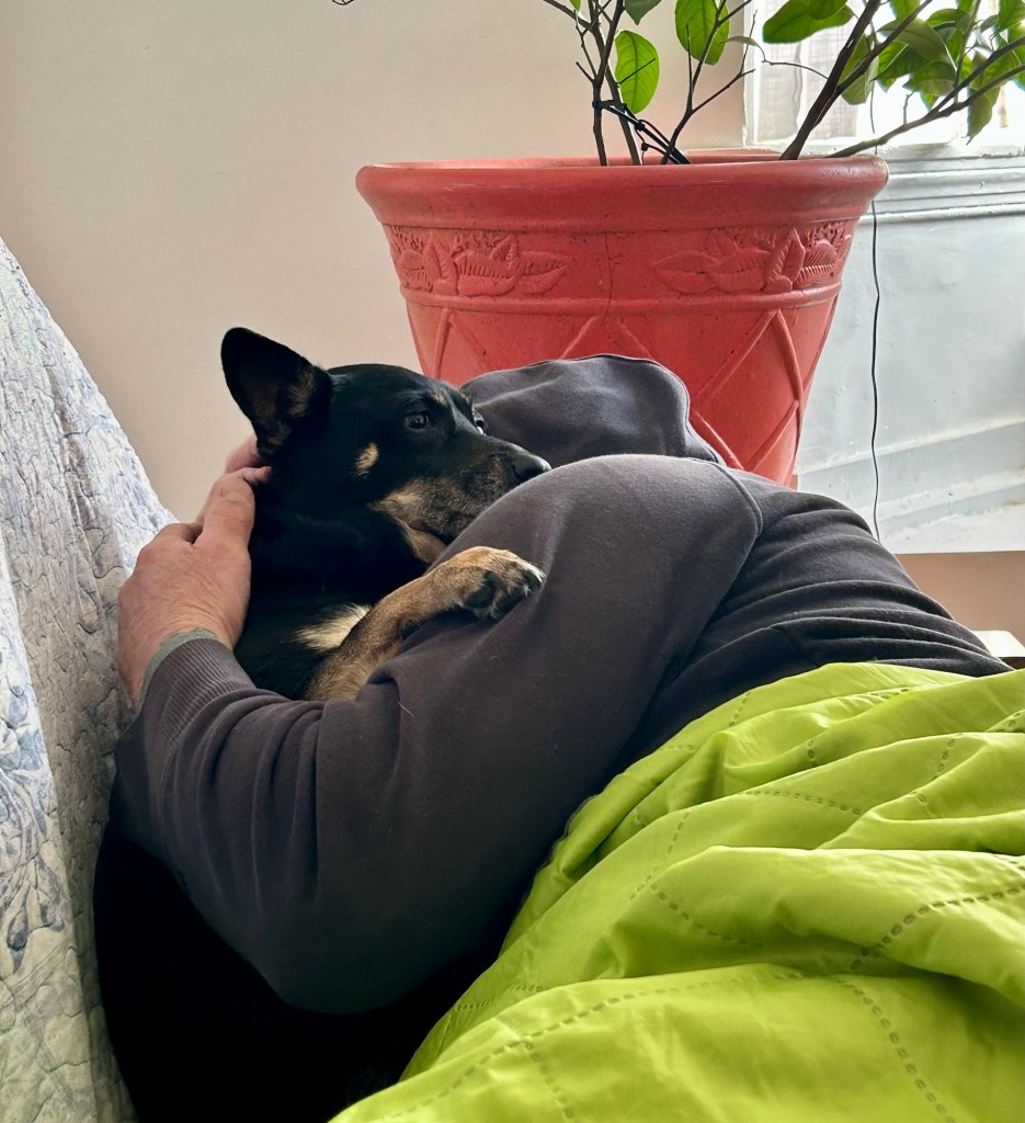 A little black dog is cuddled lovingly in a man’s arms as he naps on a couch.