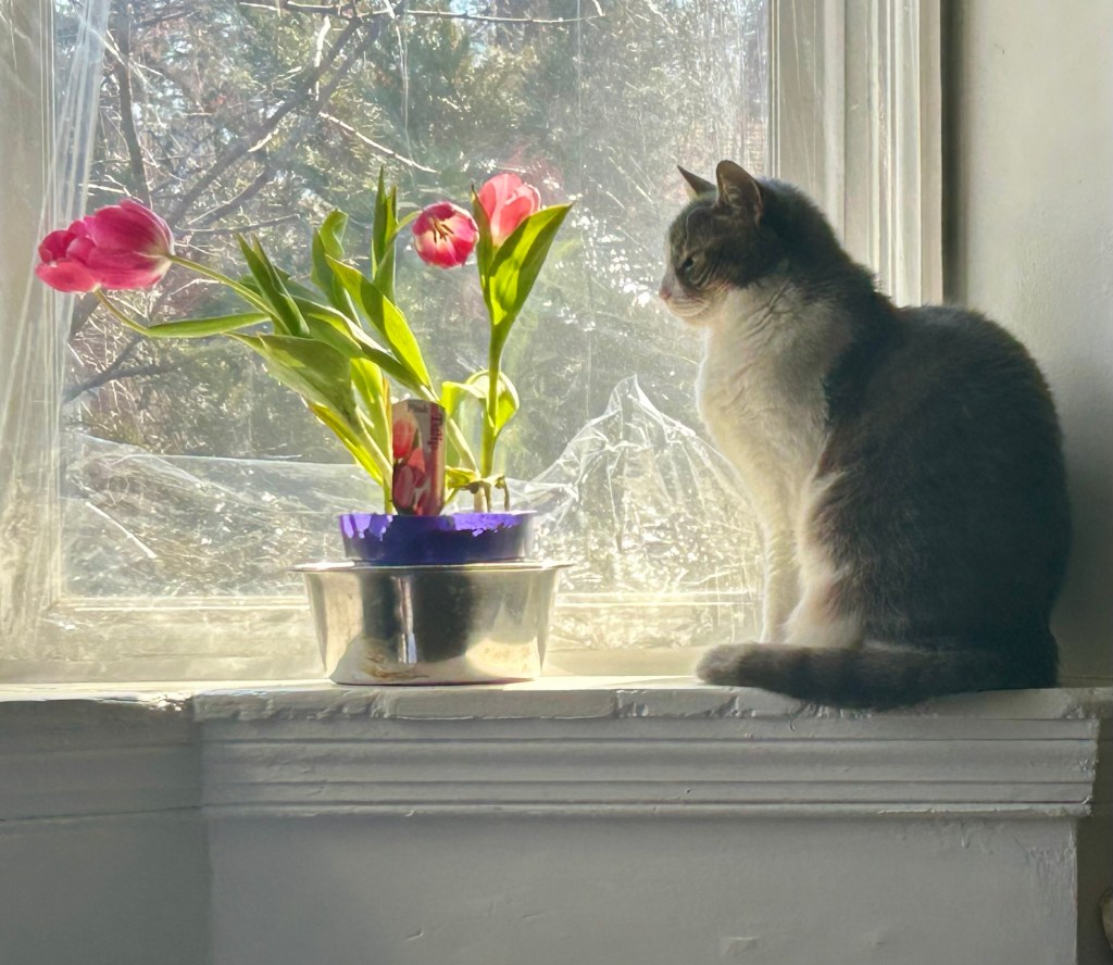 A little grey tabby cat sits in a bay window, admiring a pot of pink tulips.