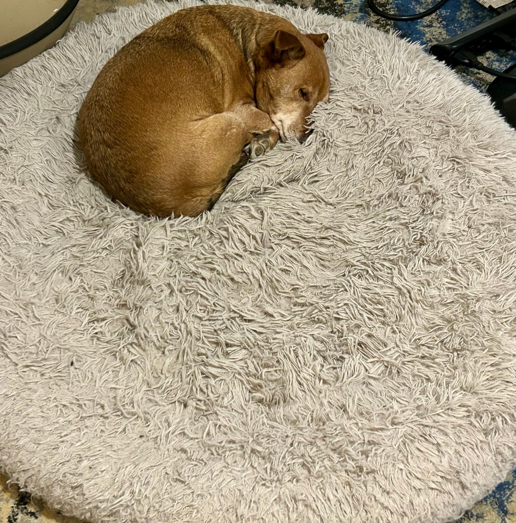 A little yellow dog lies curled up on a giant, grey dog bed.