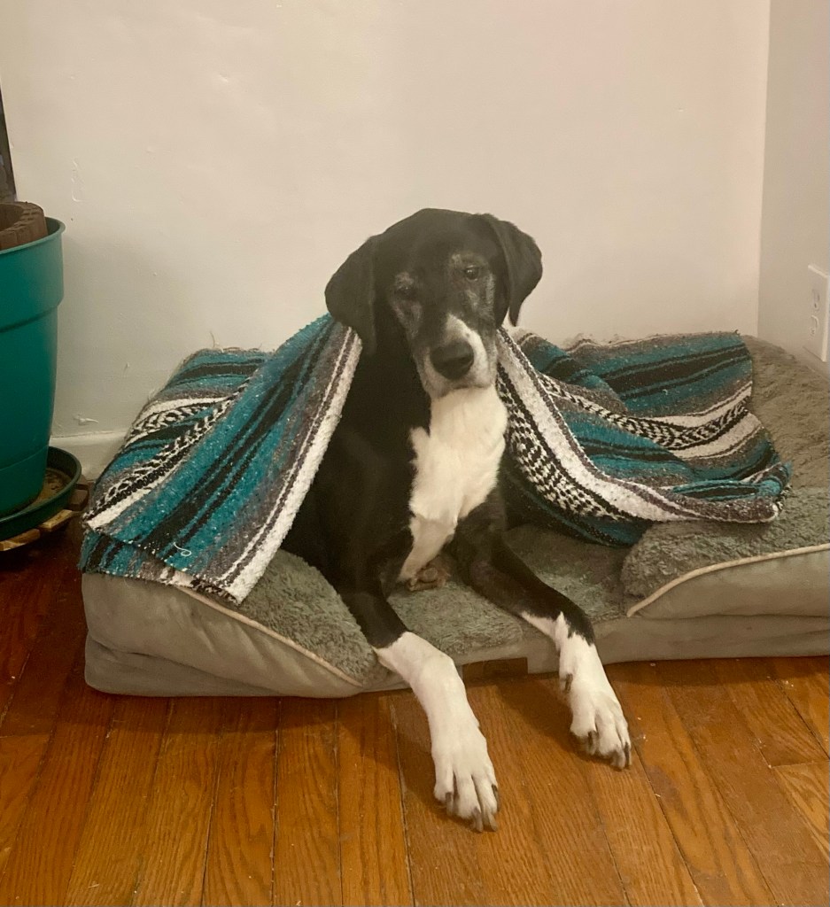 The dog sits up and the blanket has slid down his body to rest on his shoulders.  He appears to be asking for something.  That thing is most likely food.