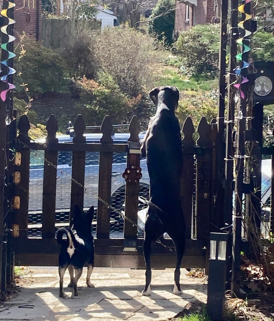 Two dogs are seen from behind.  They are on a stone pathway facing a closed wooden gate. The little dog stands on all four paws, with her tail curled up attentively.  The big guy stands on his back paws, casually draping his front paws over the top of the gate.