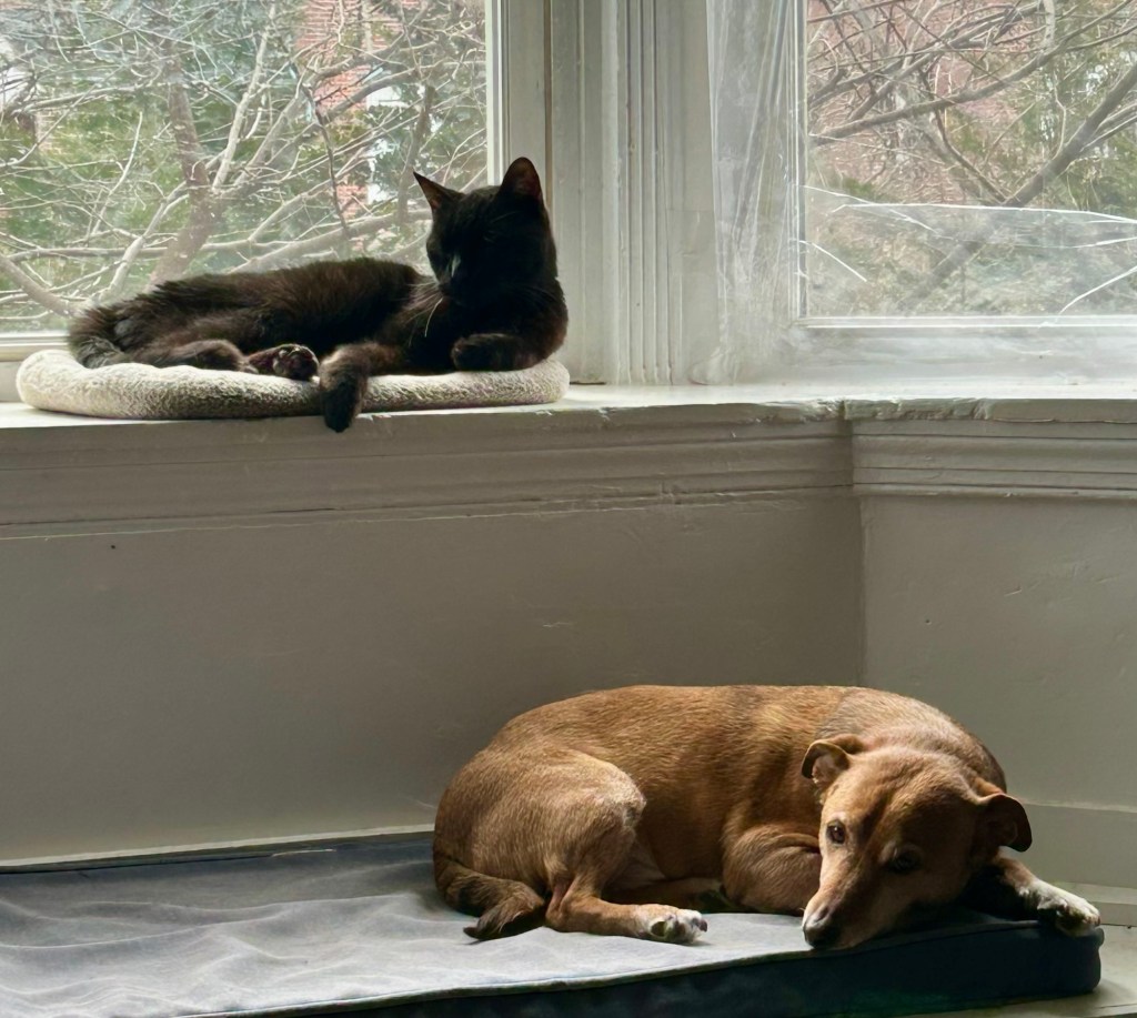 A black cat lays curled up in a bay window.  Below him, a little yellow dog lounges on a window seat.