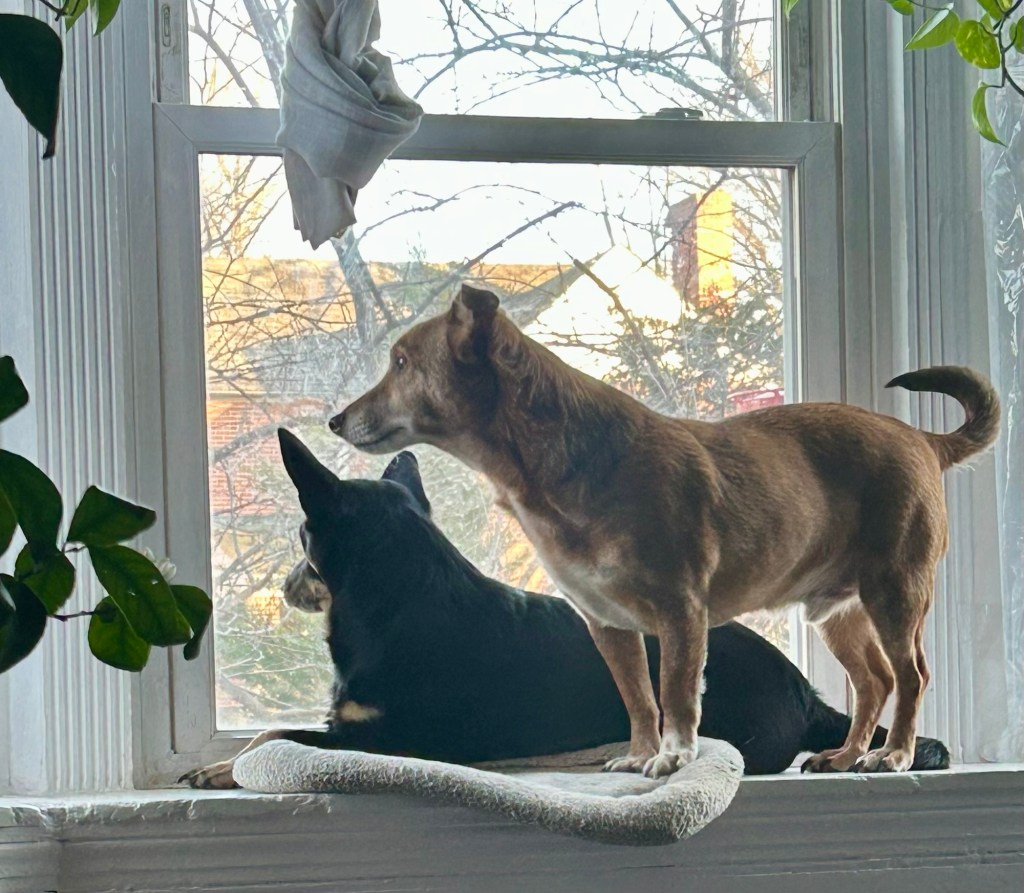 Two little dogs are on the ledge of a bay window, obviously protecting their house.
