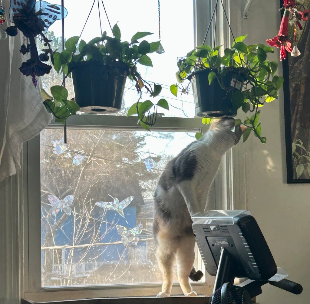 A pretty grey and white tabby stands on her back paws to munch on a hanging plant.