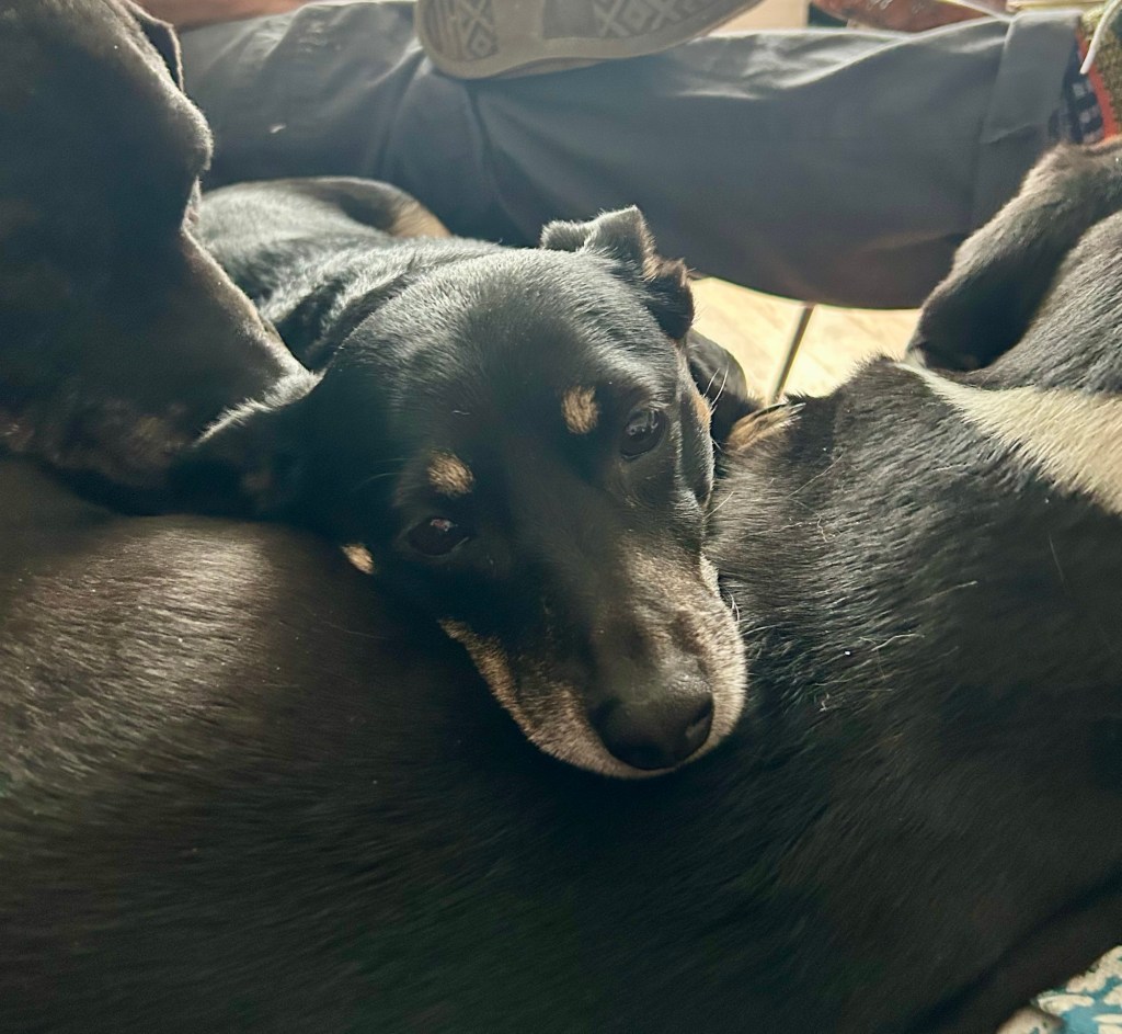 A sweet little black dog sits between two much larger dogs, resting her chin on the largest one.