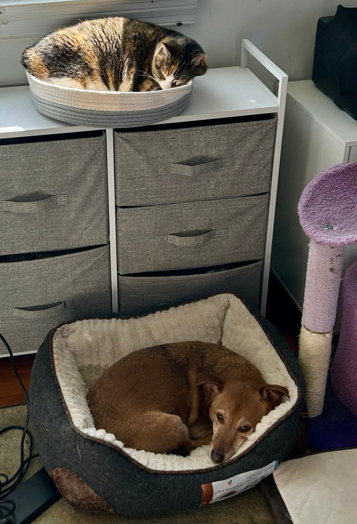 A calico cat snoozes in a basket atop a set of shelves while a little yellow dog prepares to snooze in a dog bed on the floor beneath her.