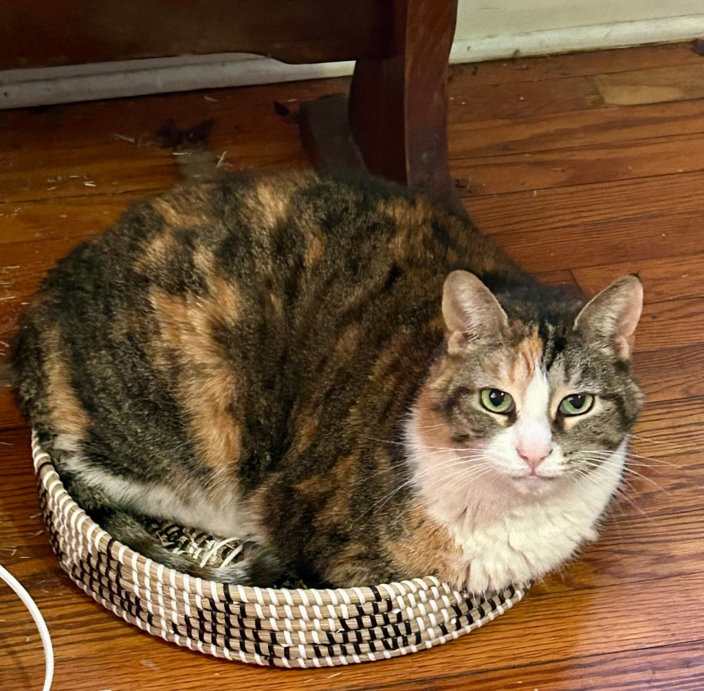 A pretty calico sits curled up in a small basket.