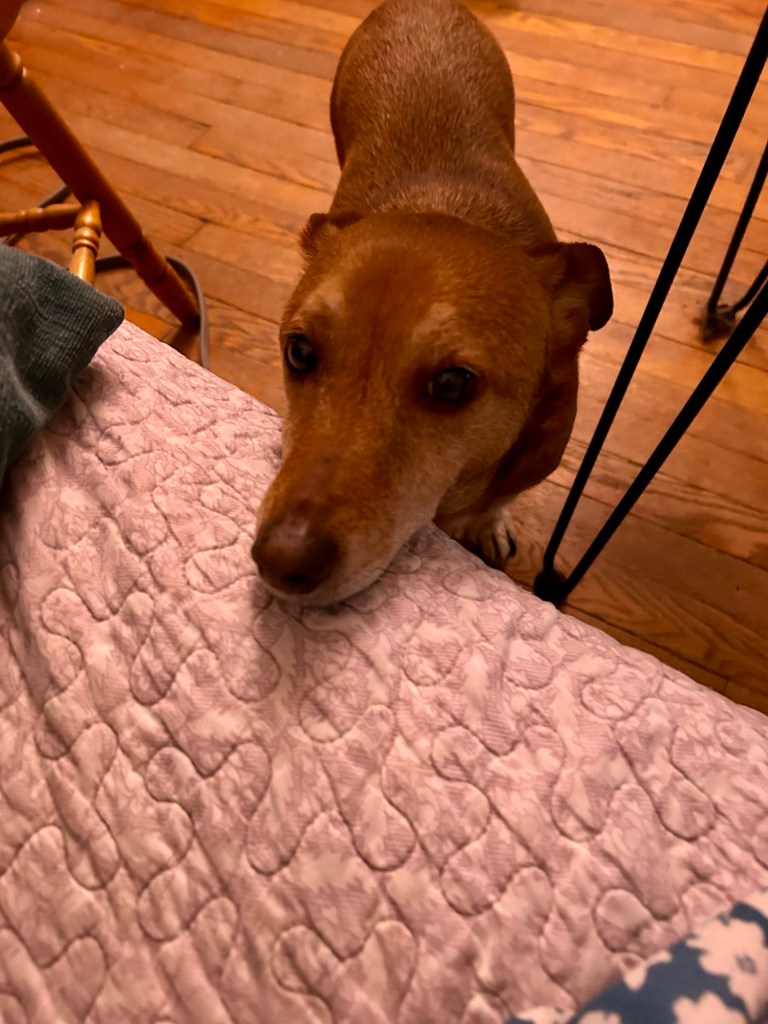 A handsome golden dog rests his chin on a couch and looks up at his human lovingly.