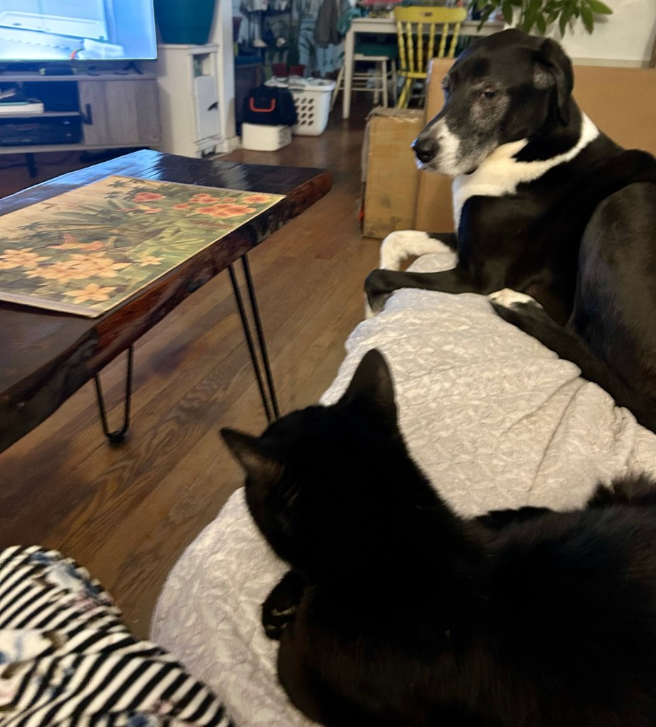 A black cat and a large black and white hound sit together on a couch.  The dog looks over at the cat as if he’s asking for something.