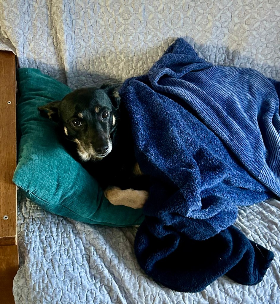 A pretty little black dog with caramel markings relaxes on a couch.  A pillow has been placed under her and a comfy blue blanket on top.