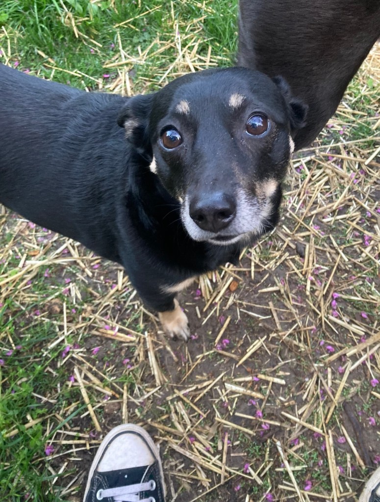 A little black dog stands on a lawn covered with hay and looks up at her human with dark, irresistible puppy eyes.