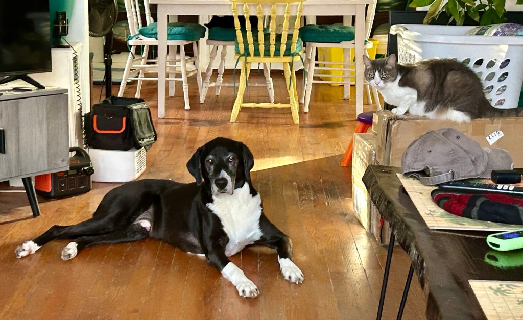 A handsome black and white hound lounges on a hardwood floor while a pretty grey and white tabby cat sits on a cardboard box above him.