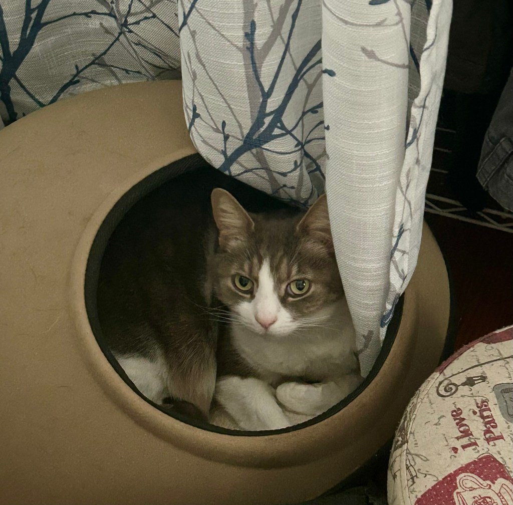 A pretty grey tabby sits curled up in an egg shaped cat cubby.