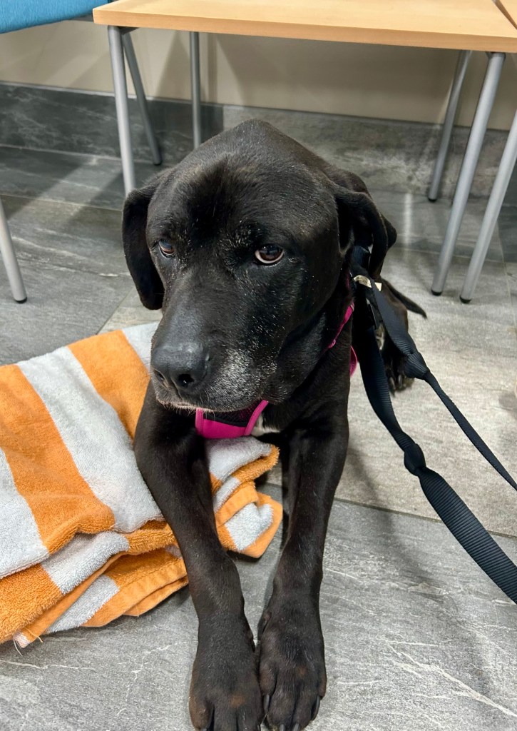 A pretty black dog with white markings lays on a tile floor in a waiting room and stares balefully at the camera.