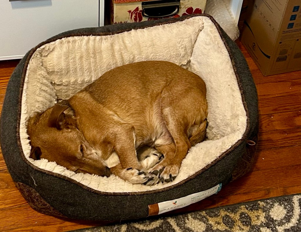 A little yellow dog sleeps in a grey dog bed.