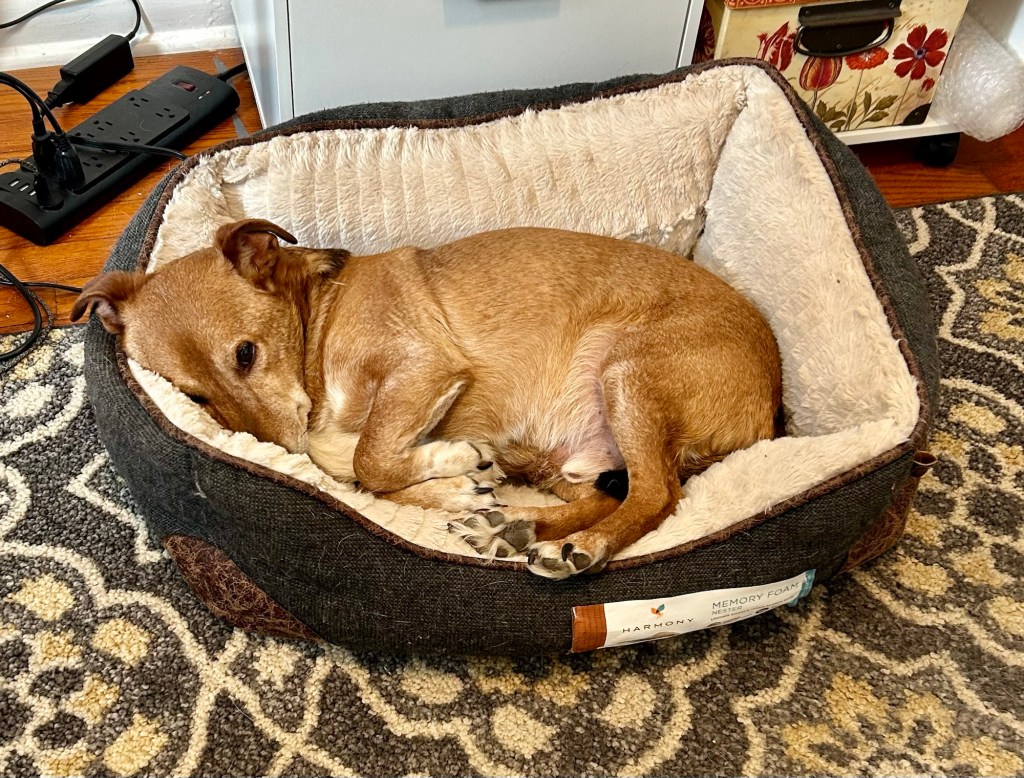 A little yellow dog lays curled up in a dog bed with his four little paws, possibly more.