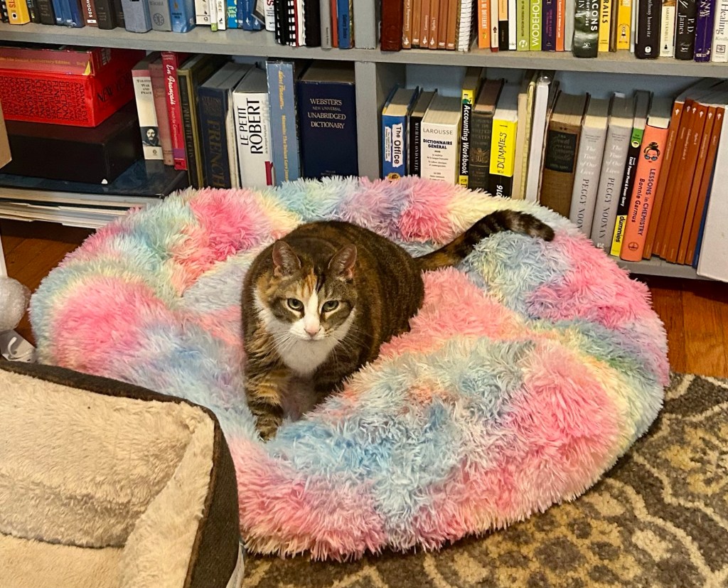 A pretty calico lounges on a rainbow colored dog bed in a home office.
