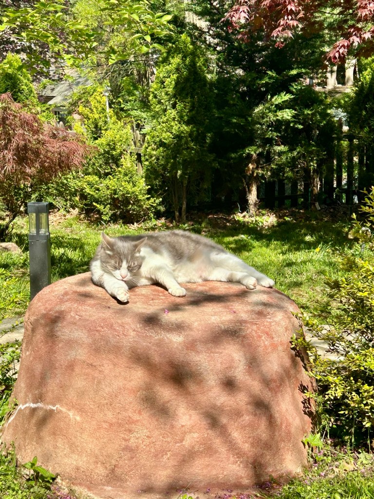 A pretty grey and white tabby lays on a small red boulder on a sunny day.  The cat is licking one of her front legs.