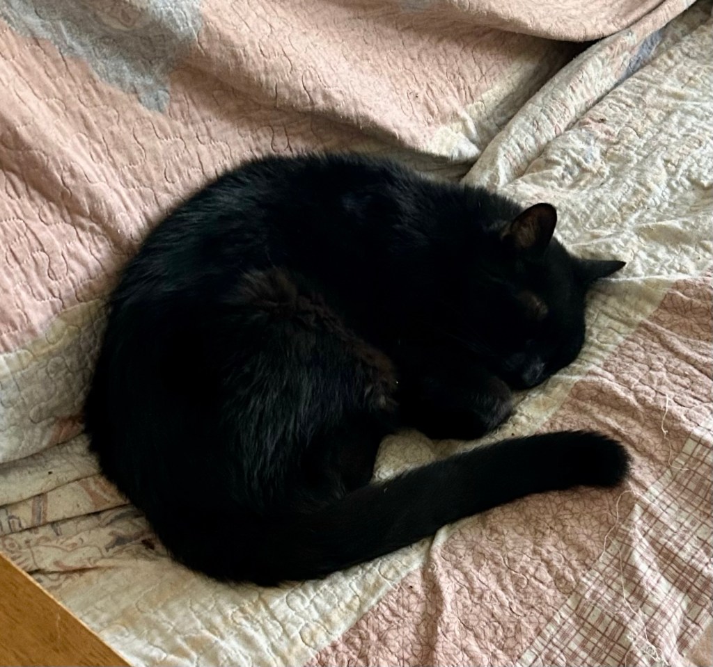 A black cat snoozes on a couch.