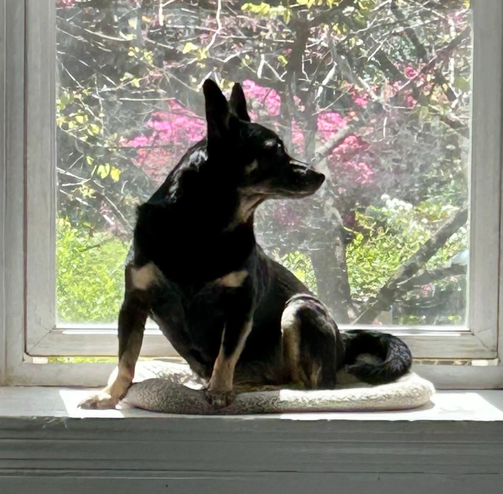 A beautiful black dog with caramel markings sits on a window ledge and looks out on a yard filled with blooming trees and shrubs.