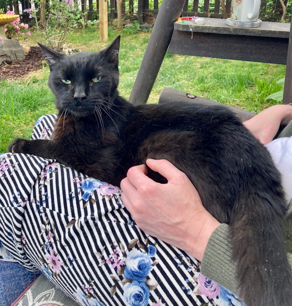 A handsome black cat sits on a woman’s lap.  They are outdoors on a pretty spring day.