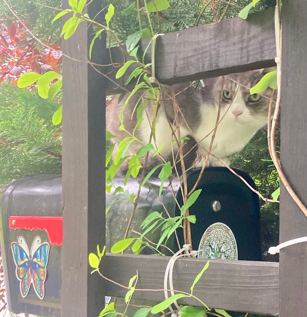 A pretty grey tabby balances atop a mailbox in a crouched position.