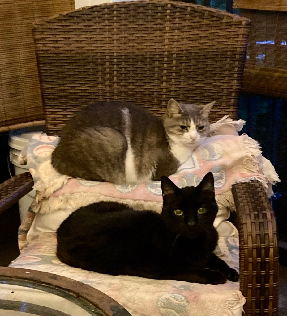A pretty grey tabby cat balances herself atop the back pillow of a brown wicker chair. A glossy black cat sits on the seat of the same chair.