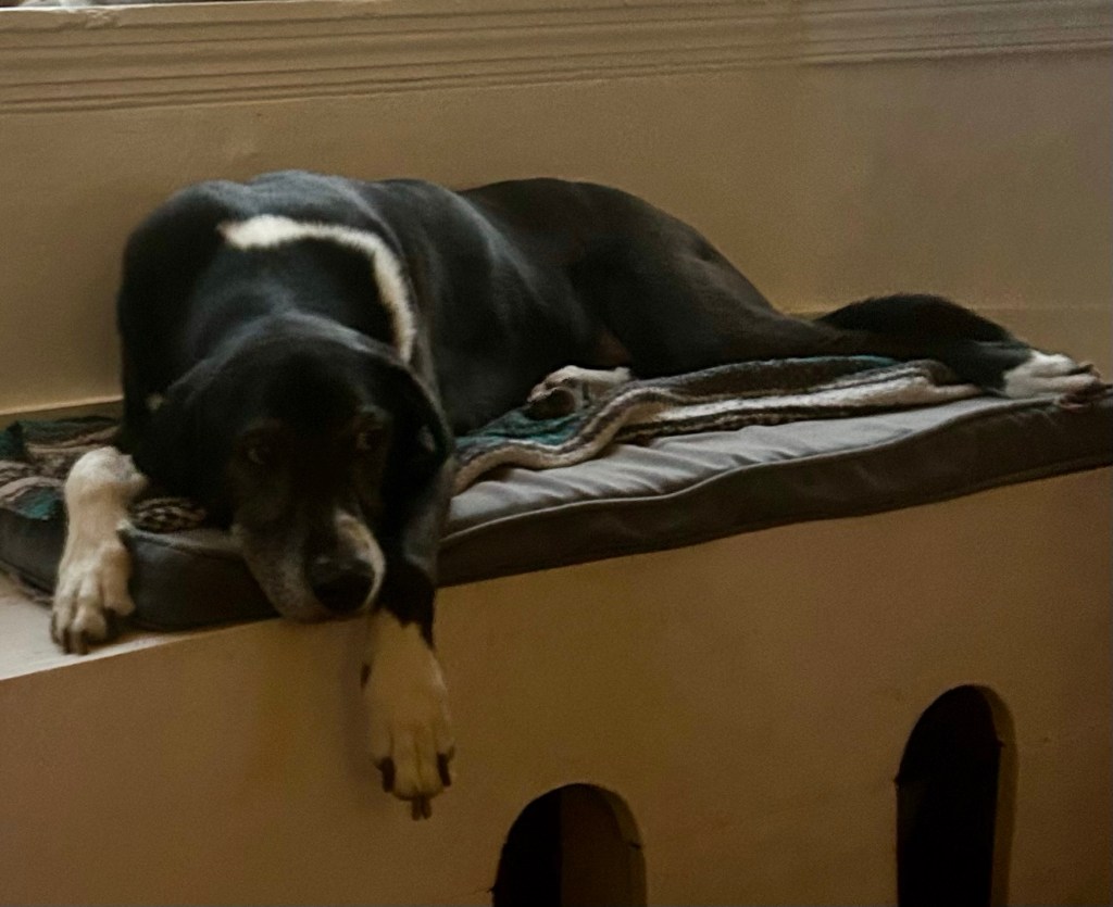 A large black and white hound lounges on a window seat and looks over at his humans longingly.